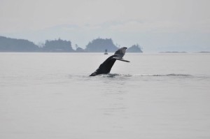 Whale Watching Port Hardy