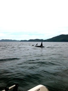 Orca whales - Vancouver Island