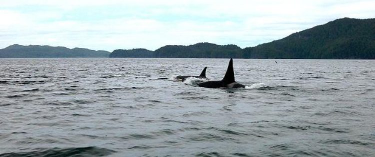 Orca whales - Vancouver Island