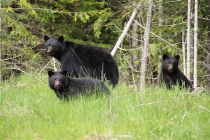 Black Bears Port Hardy