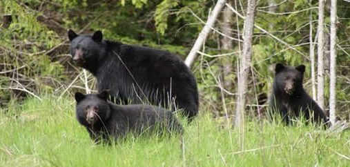 north-island-bears